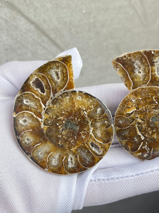 Fossil Ammonitt(1 par)