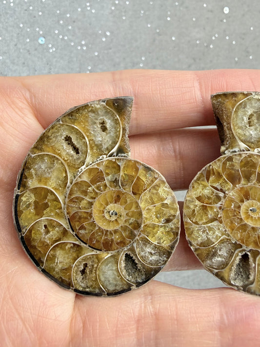 Fossil Ammonitt(1 par)