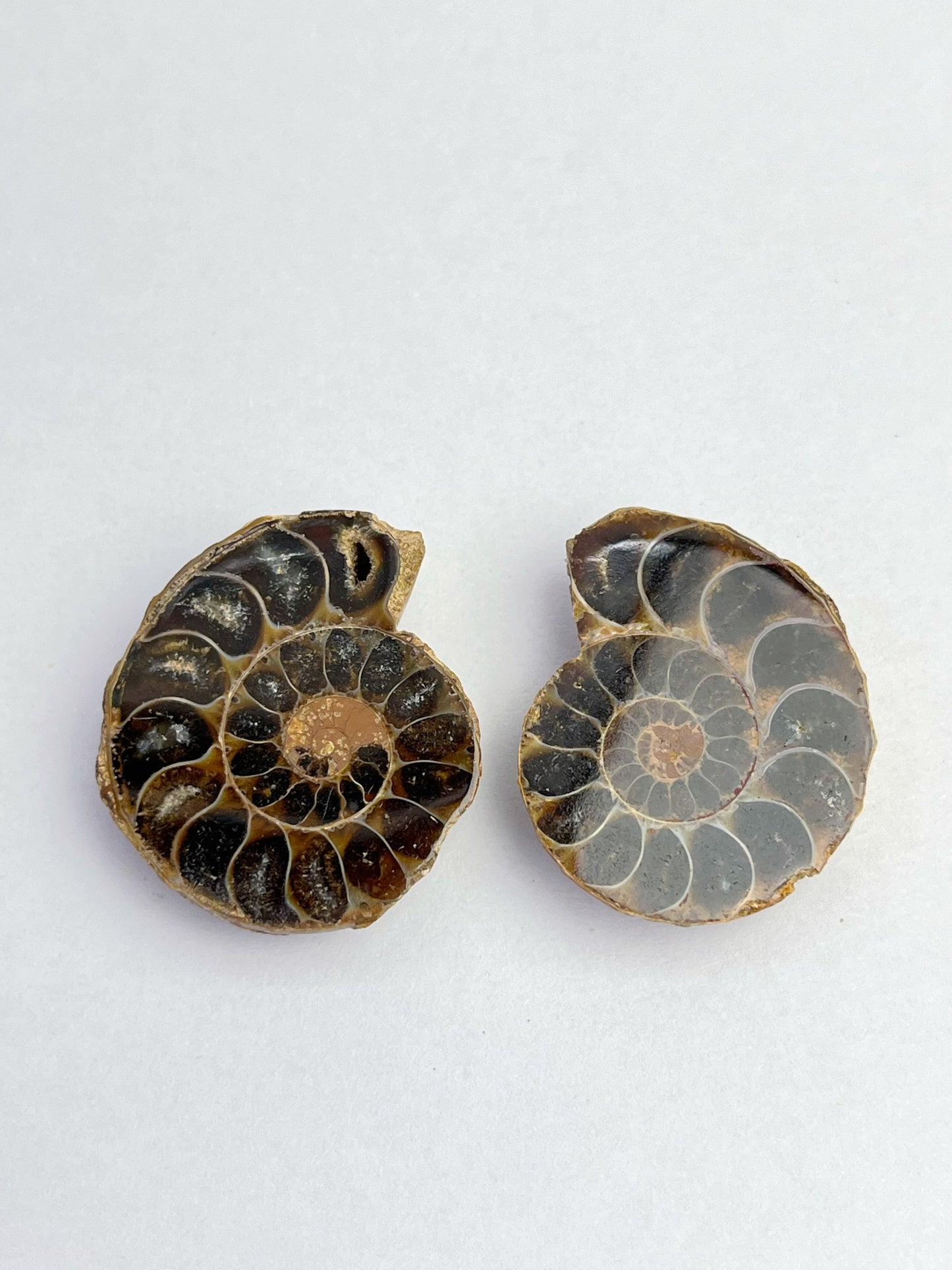 Fossil Ammonitt(1 par)