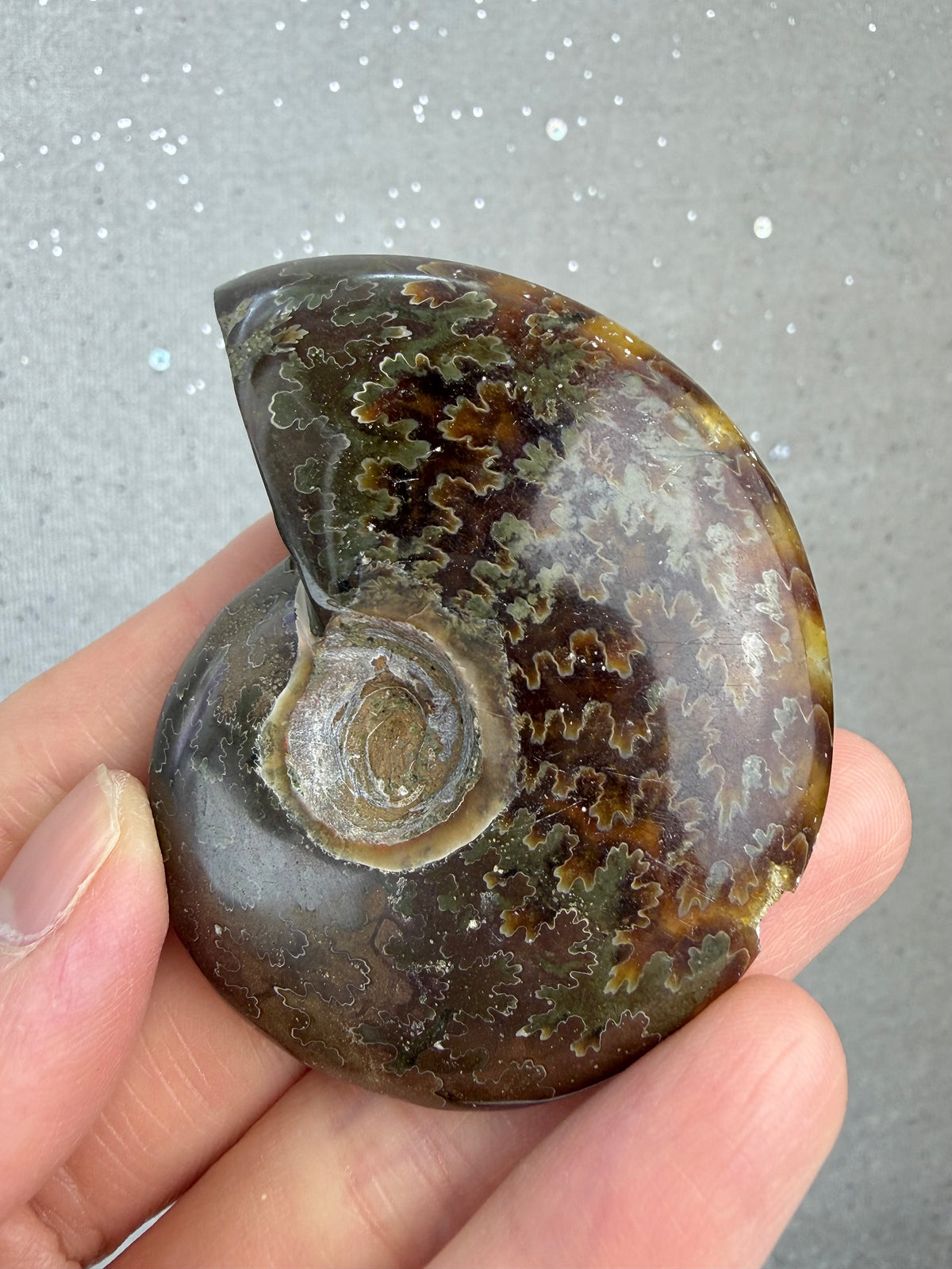 Fossil Ammonitt