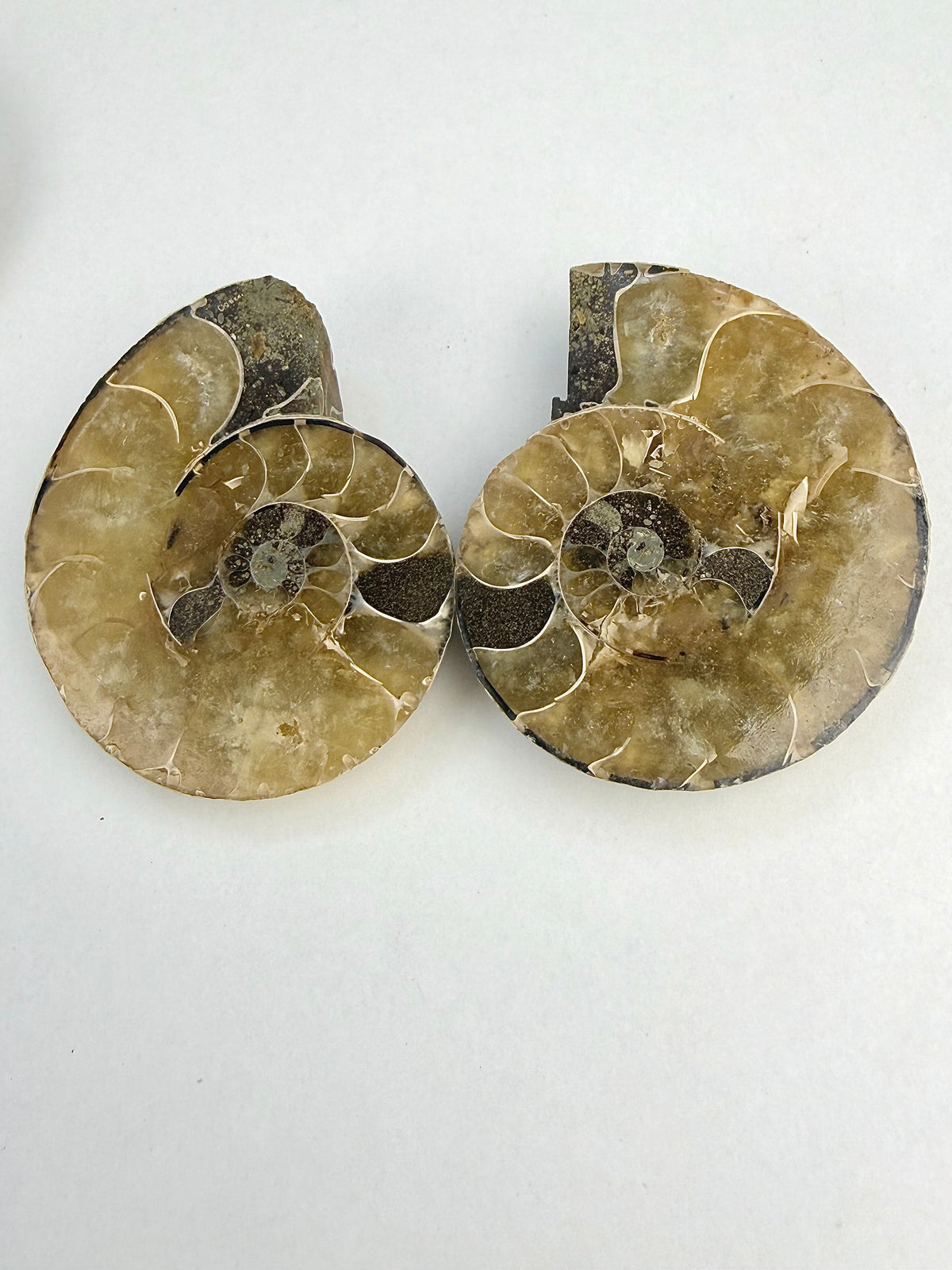 Fossil Ammonitt(1 par)