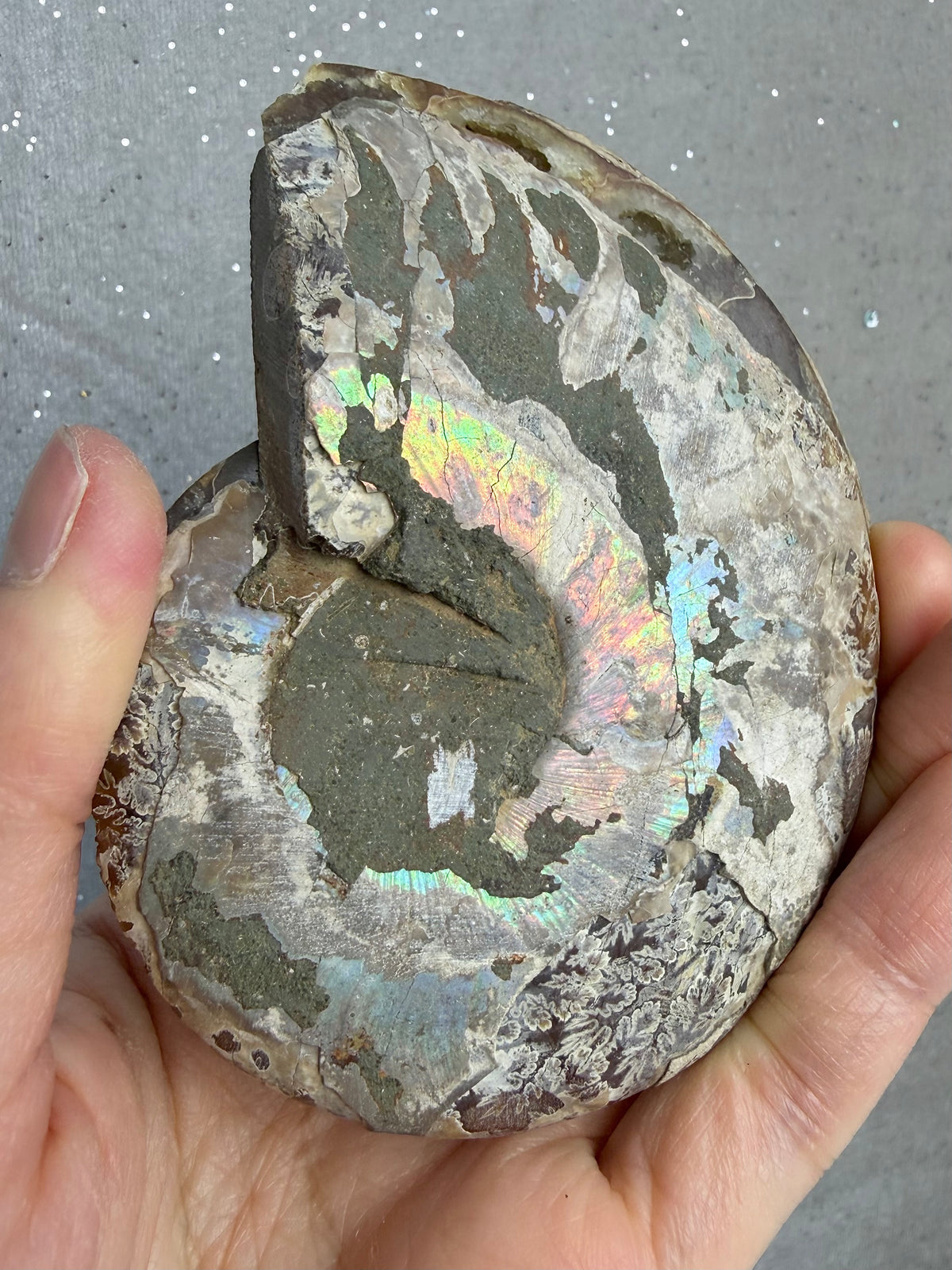 Fossil Ammonitt(1 par)