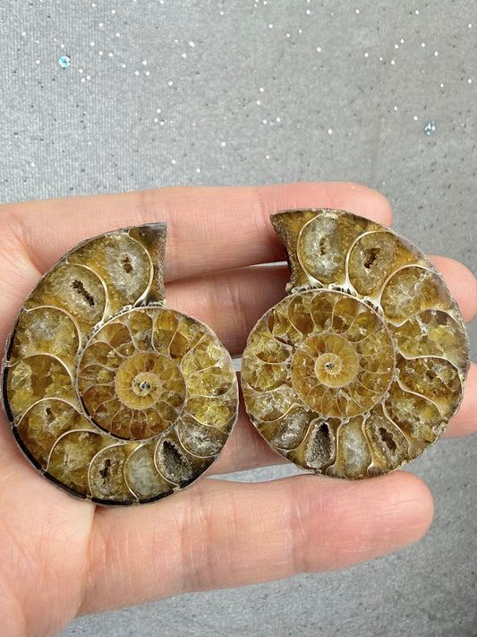 Fossil Ammonitt(1 par)