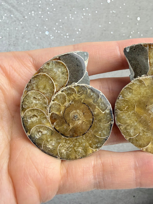 Fossil Ammonitt(1 par)