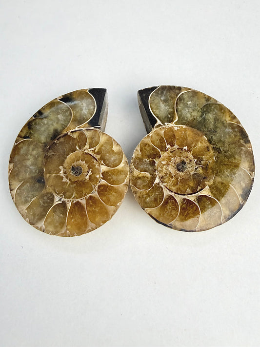 Fossil Ammonitt(1 par)