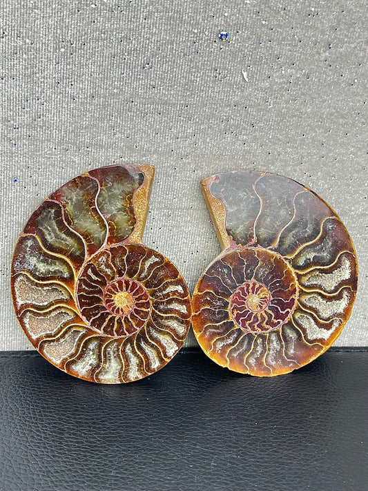 Fossil Ammonitt (1par)