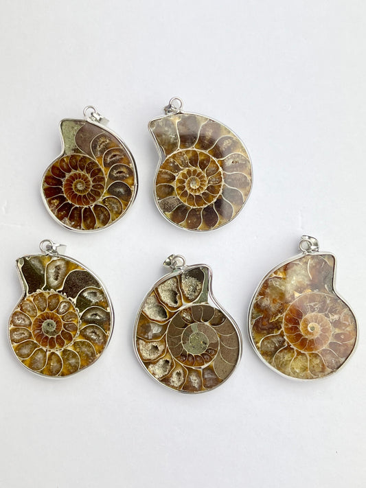 Fossil Ammonitt anheng