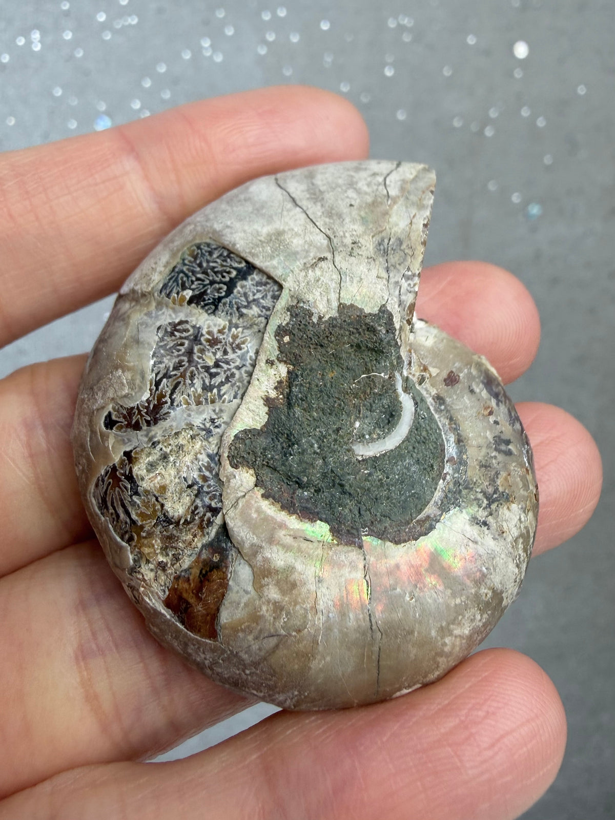 Fossil Ammonitt,Halv