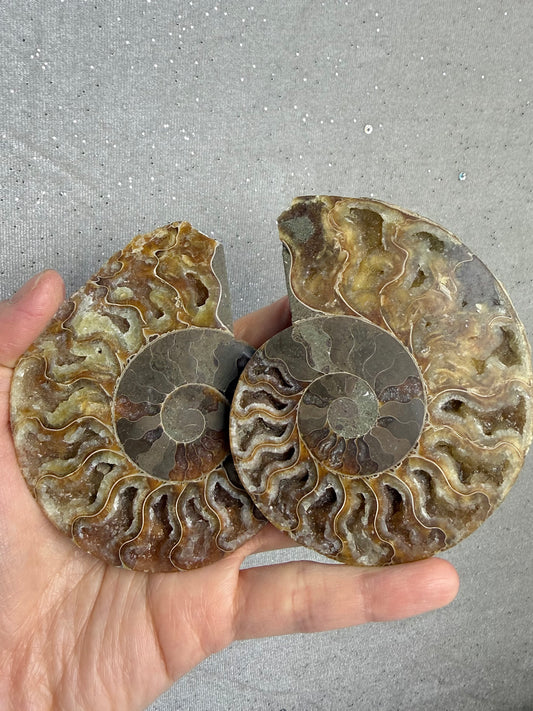 Fossil Ammonitt(1 par)