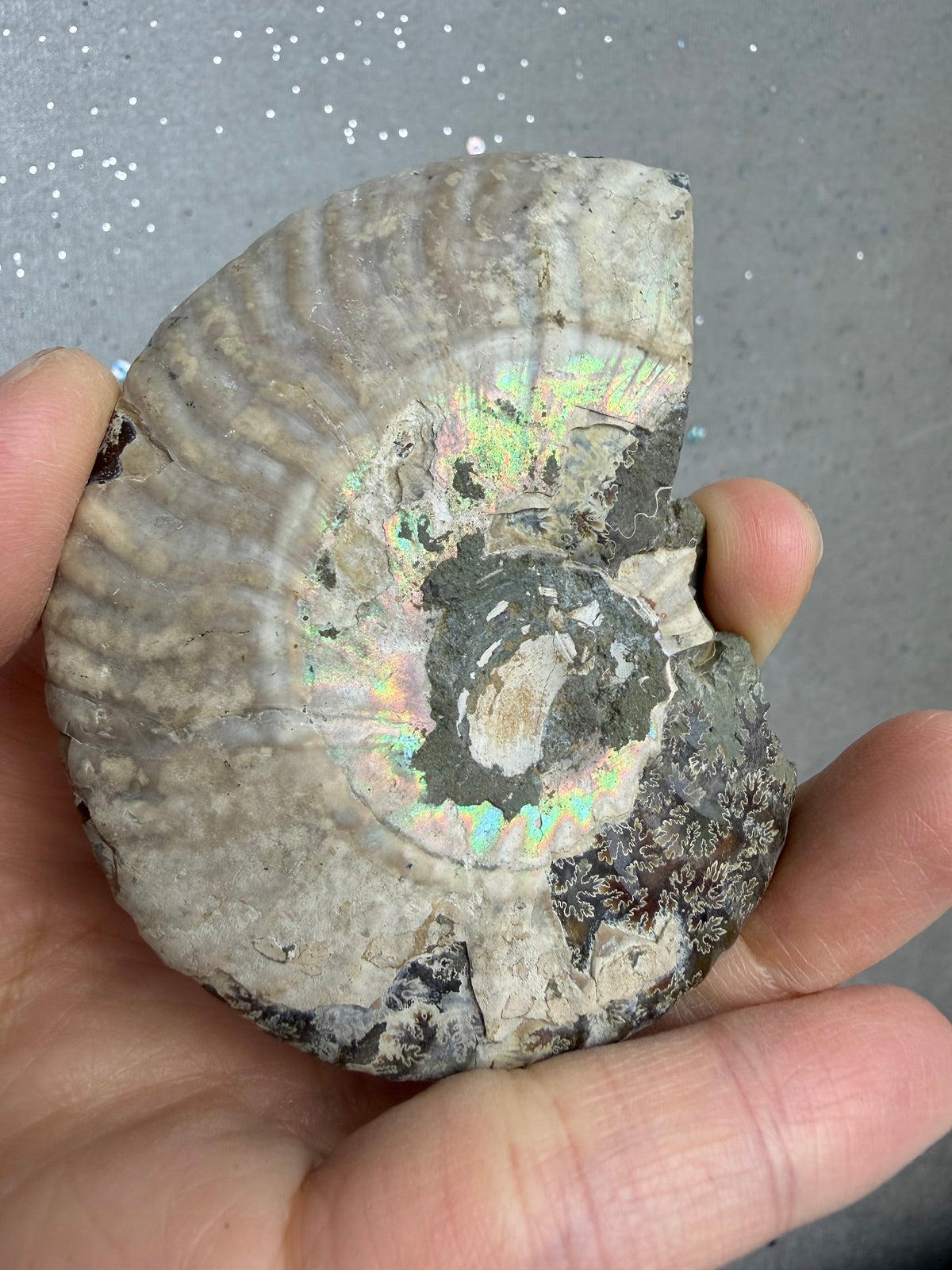 Fossil Ammonitt(1 par)