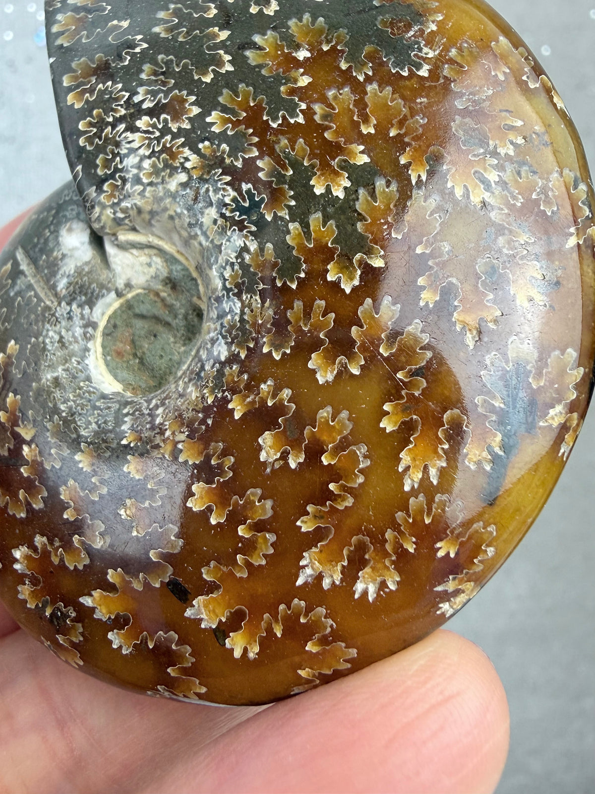 Fossil Ammonitt, God kvalitet