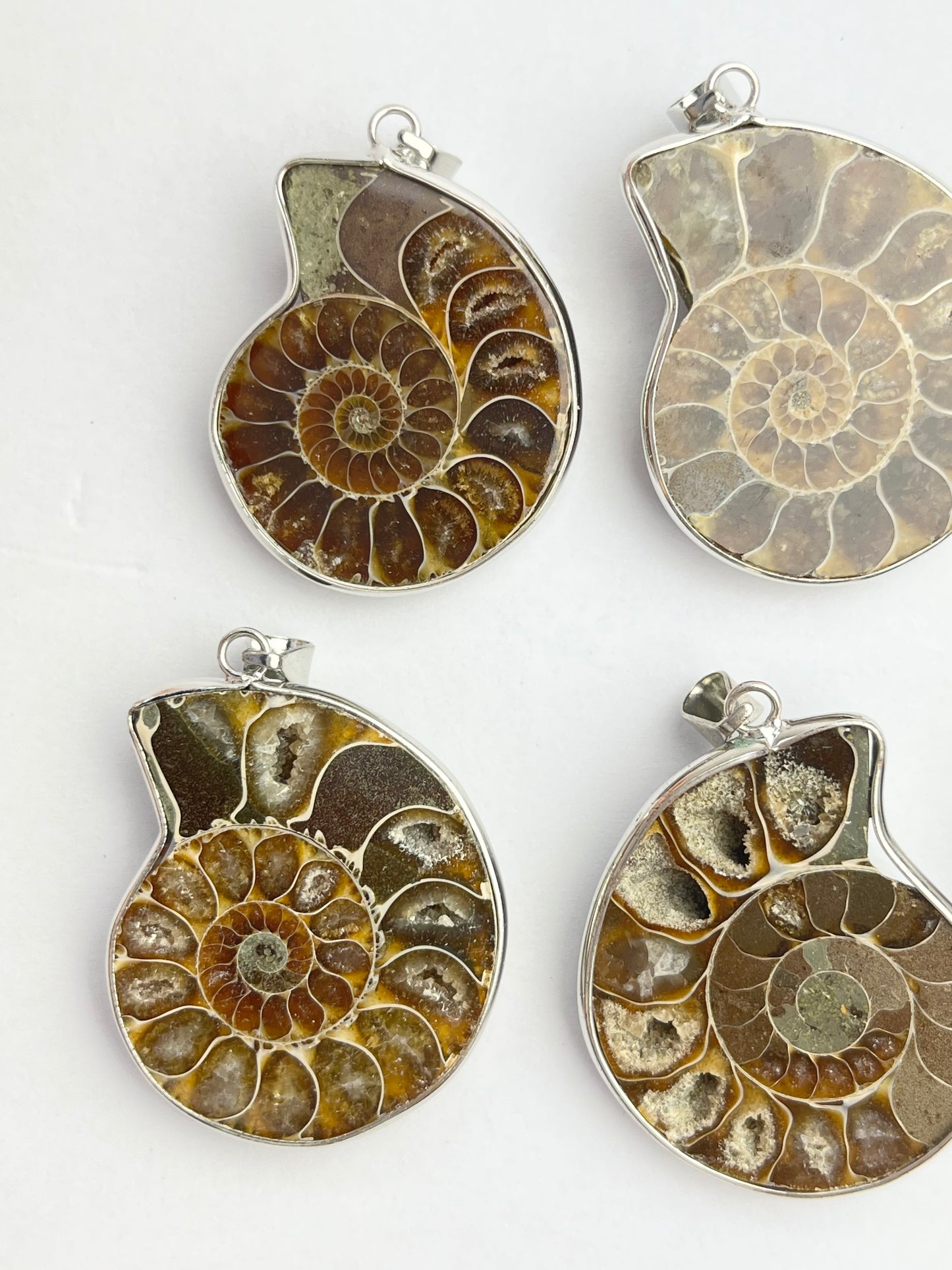 Fossil Ammonitt anheng