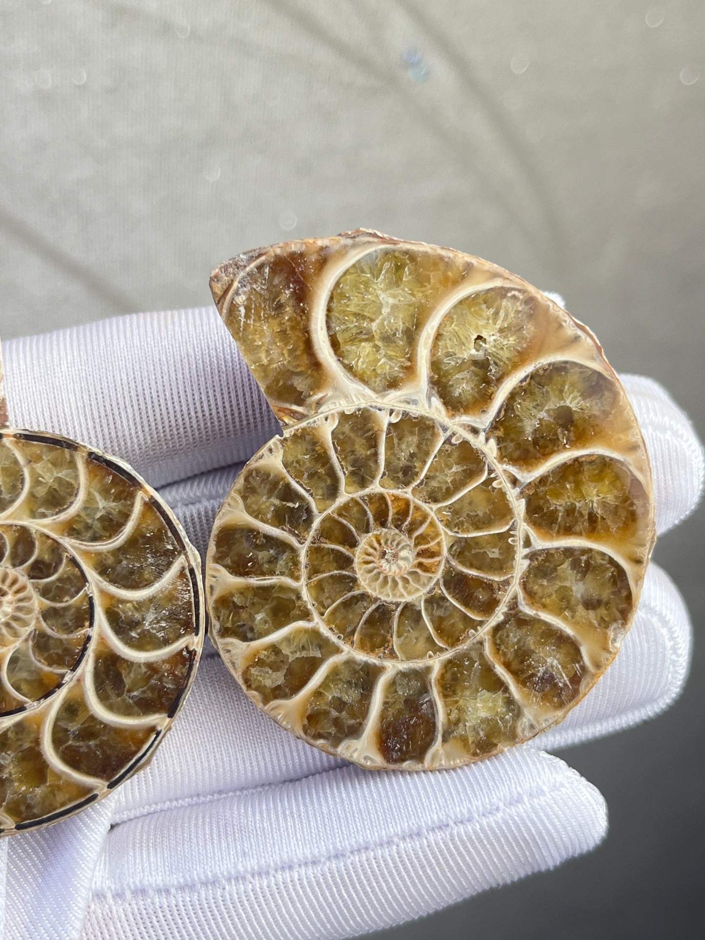 Fossil Ammonitt(1 par)