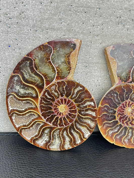 Fossil Ammonitt (1par)