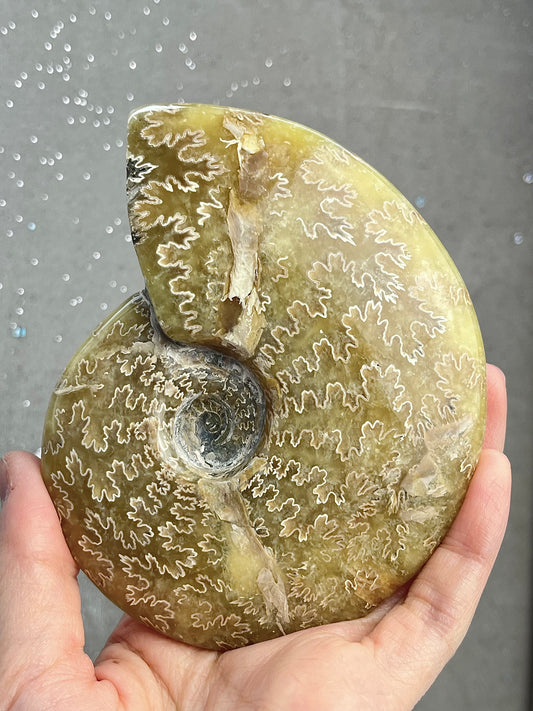 Ammonite XL