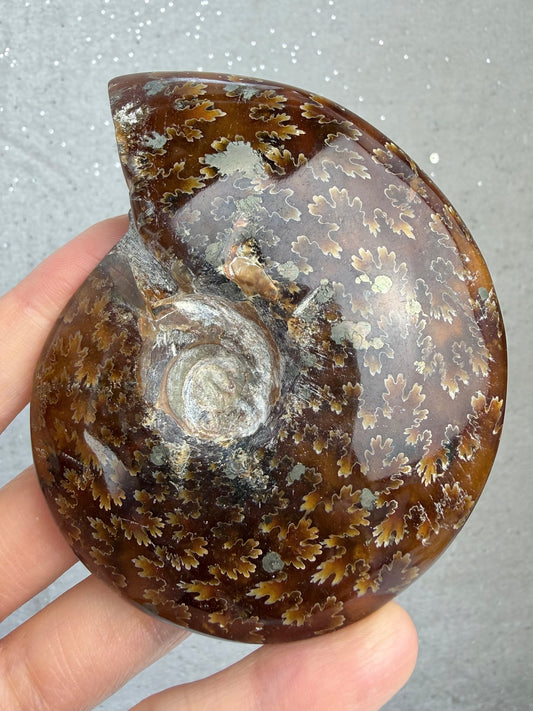 Fossil Ammonitt, God kvalitet