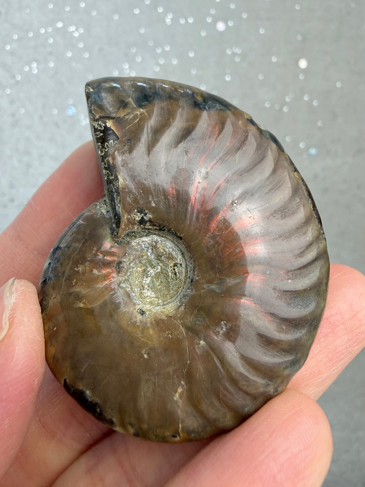 Fossil Ammonitt