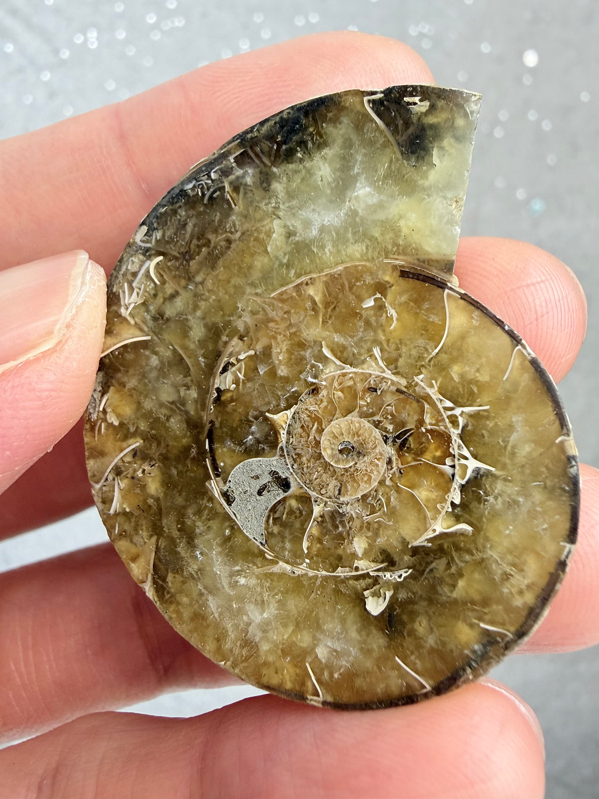 Fossil Ammonitt,Halv