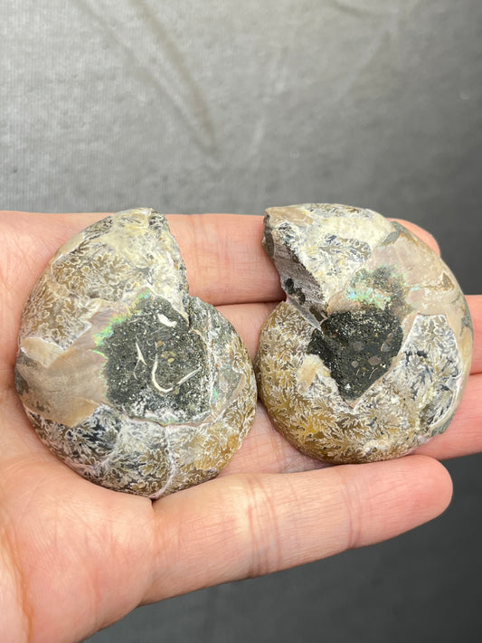 Fossil Ammonitt(1 par)