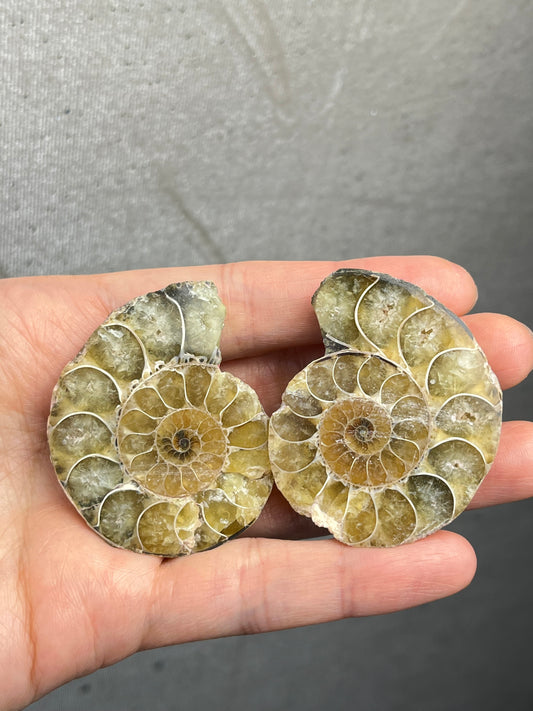 Fossil Ammonitt(1 par)