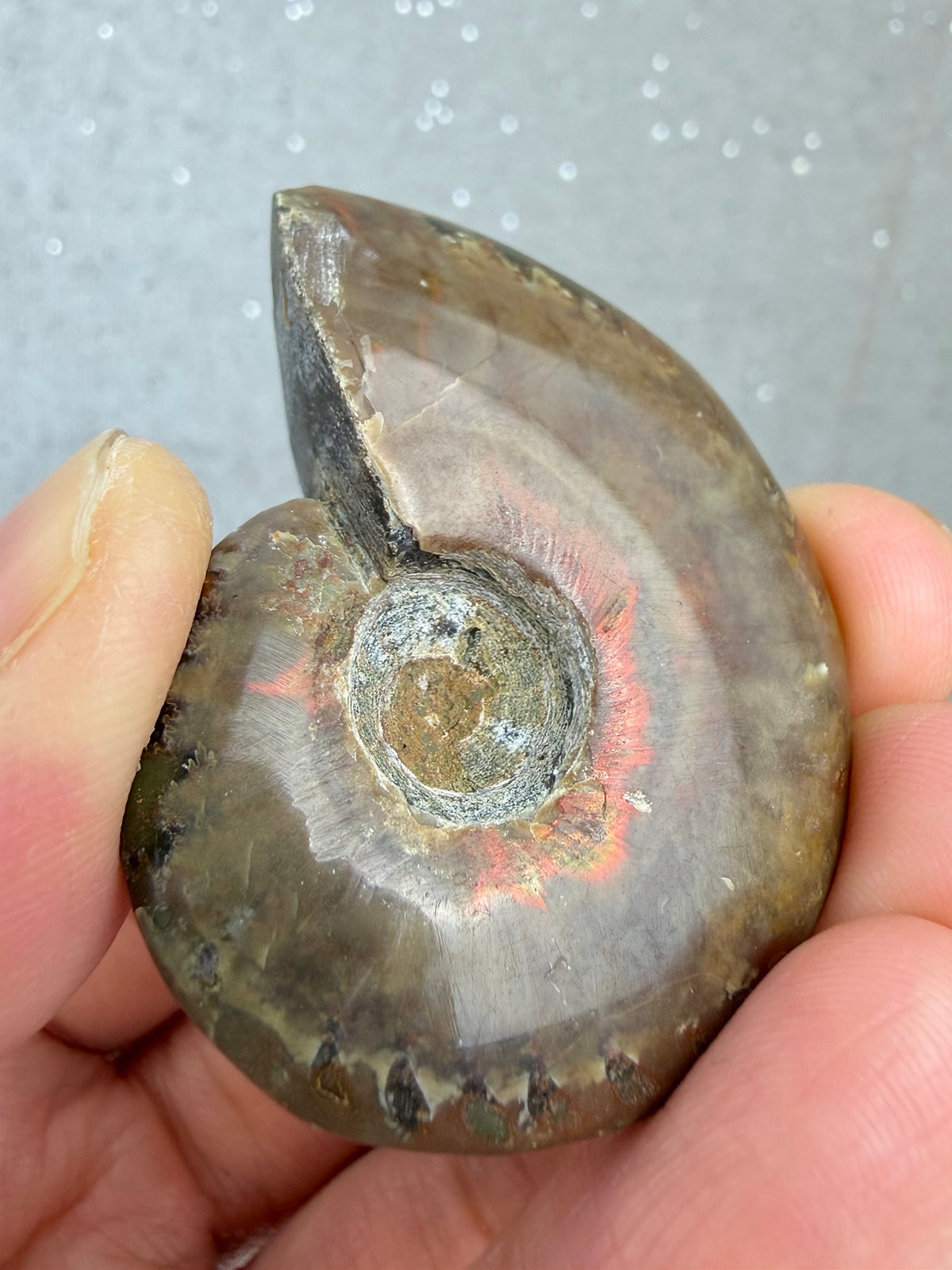 Fossil Ammonitt