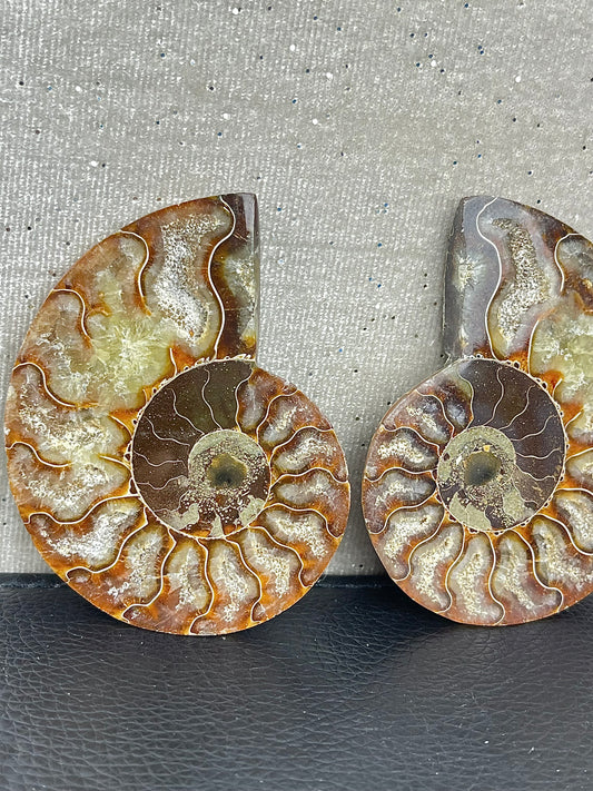 Fossil Ammonitt (1par)