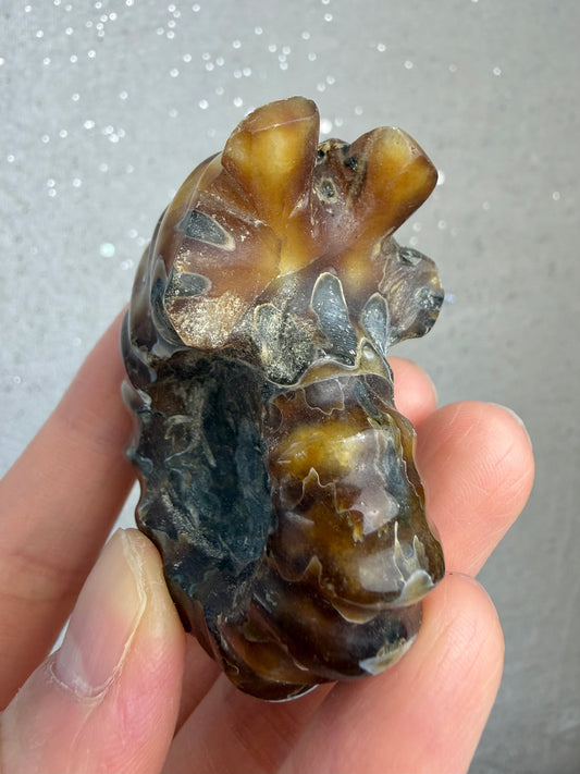 Polert Fossil Ammonitt (Douvilleiceras)