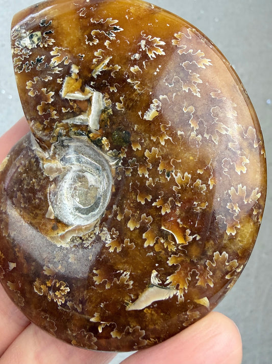 Fossil Ammonitt, God kvalitet