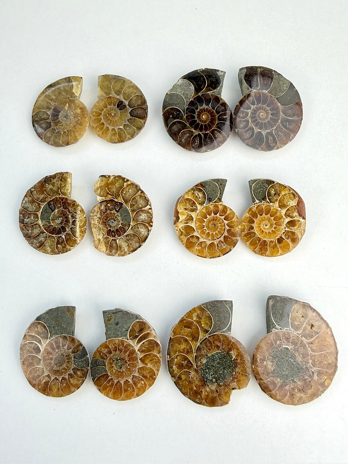Fossil Ammonitt(1 par)