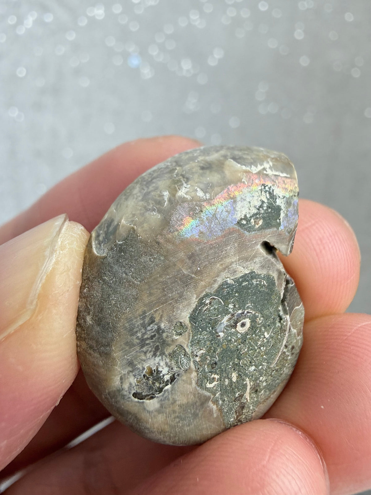 Fossil Ammonitt,Halv