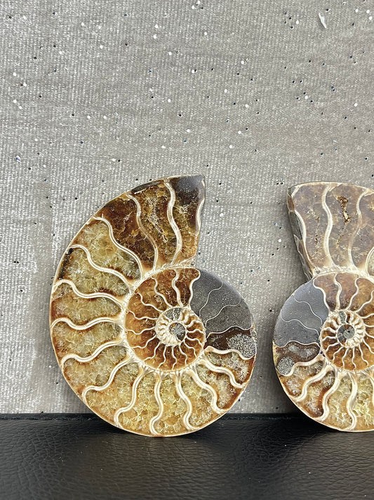 Fossil Ammonitt (1par)