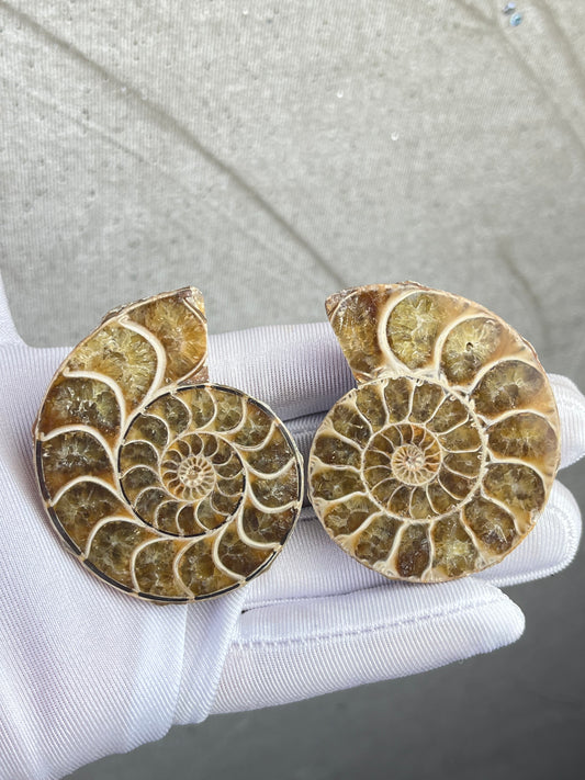 Fossil Ammonitt(1 par)