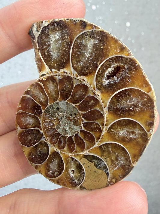 Fossil Ammonitt,Halv