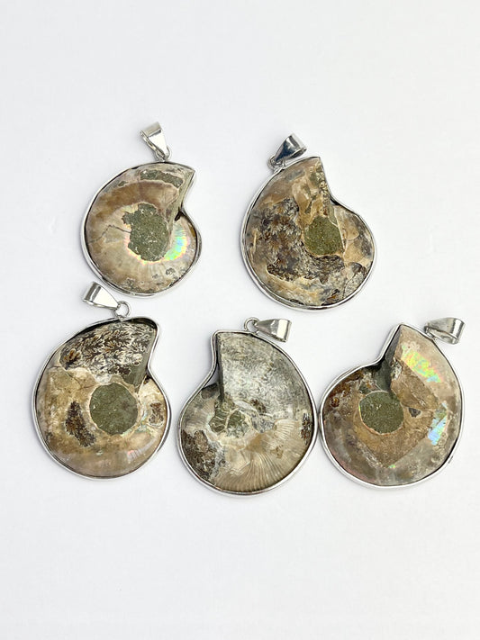 Fossil Ammonitt anheng