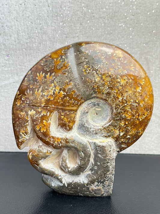 Håndskåret ammonitt
XL 13cm