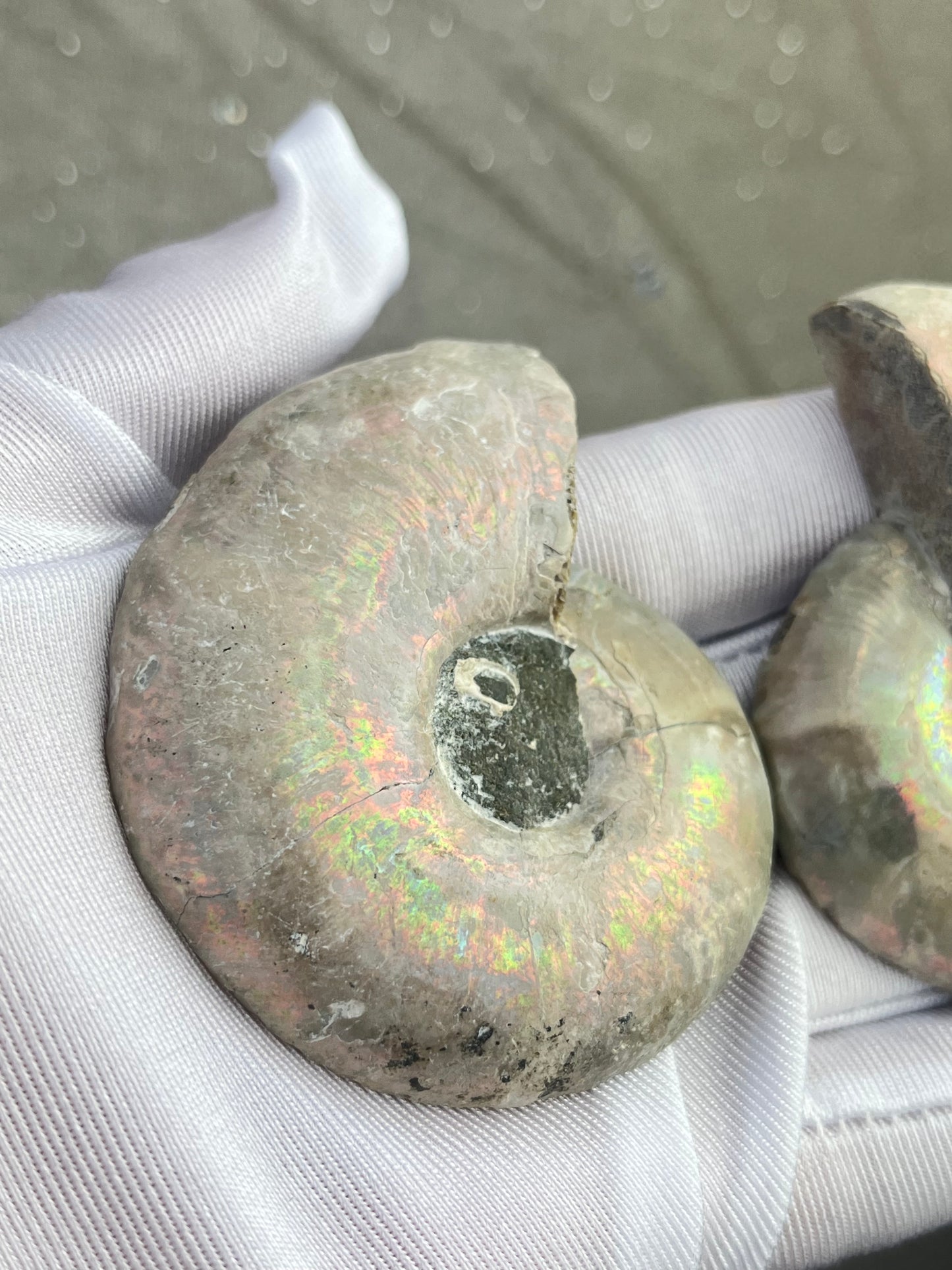 Fossil Ammonitt(1 par)