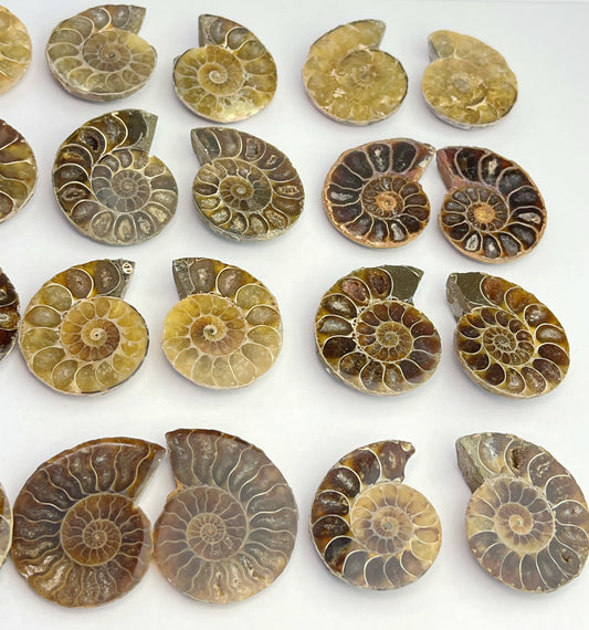 Fossil Ammonitt(1 par)