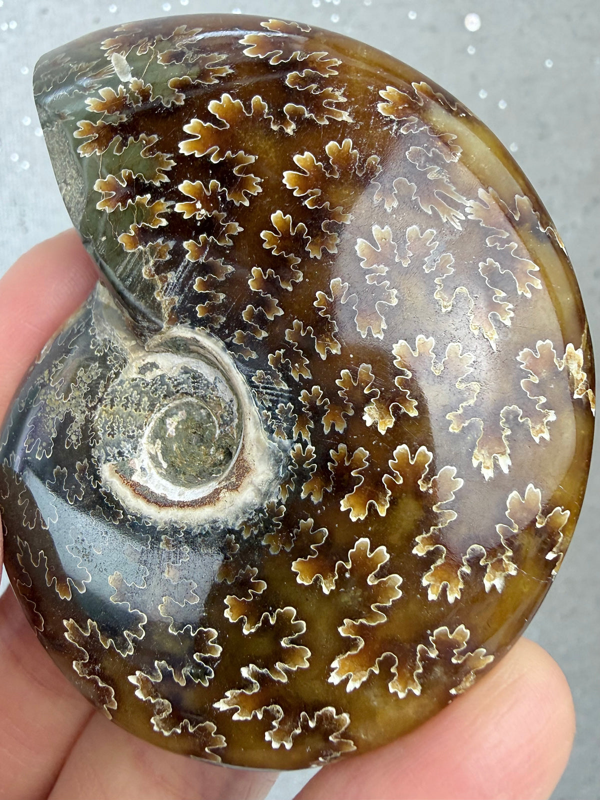 Fossil Ammonitt, God kvalitet