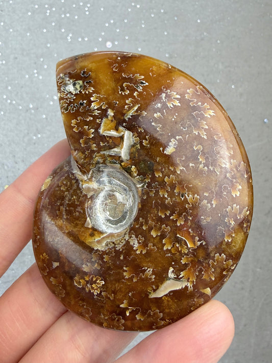 Fossil Ammonitt, God kvalitet