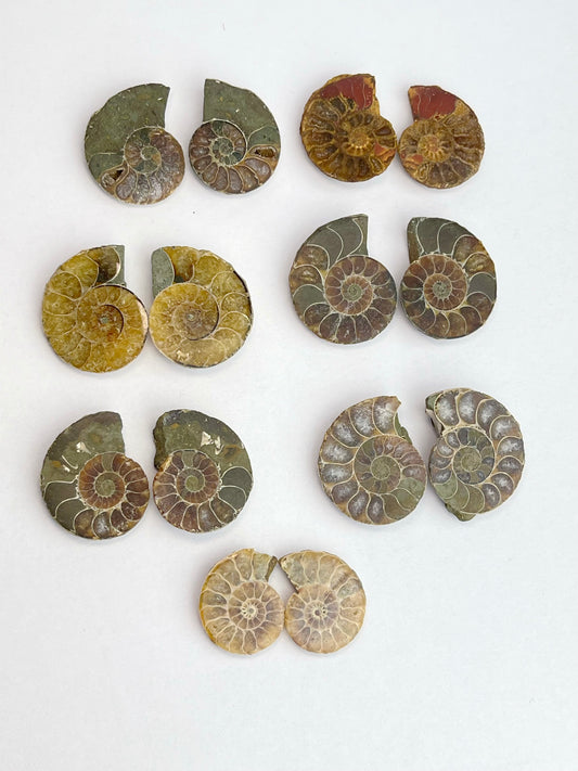 Fossil Ammonitt(1 par)