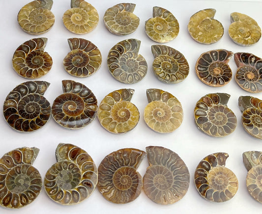 Fossil Ammonitt(1 par)