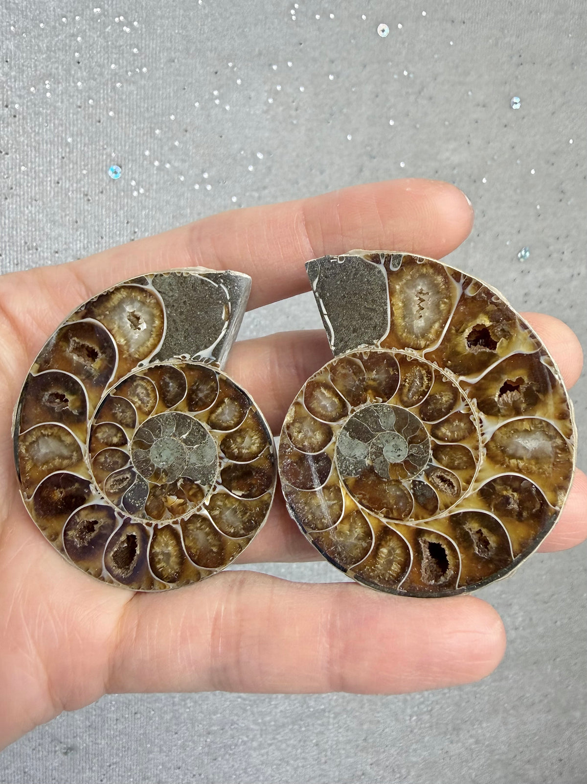 Fossil Ammonitt(1 par)
