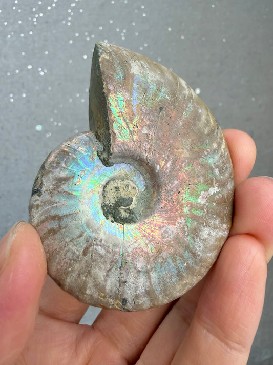 Fossil Ammonitt