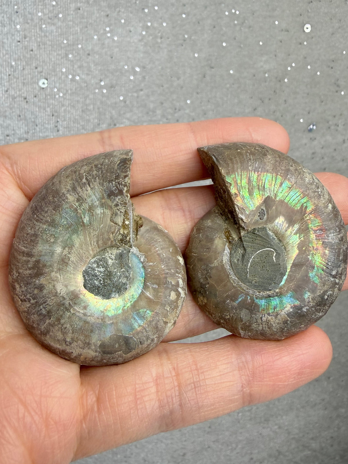 Fossil Ammonitt(1 par)