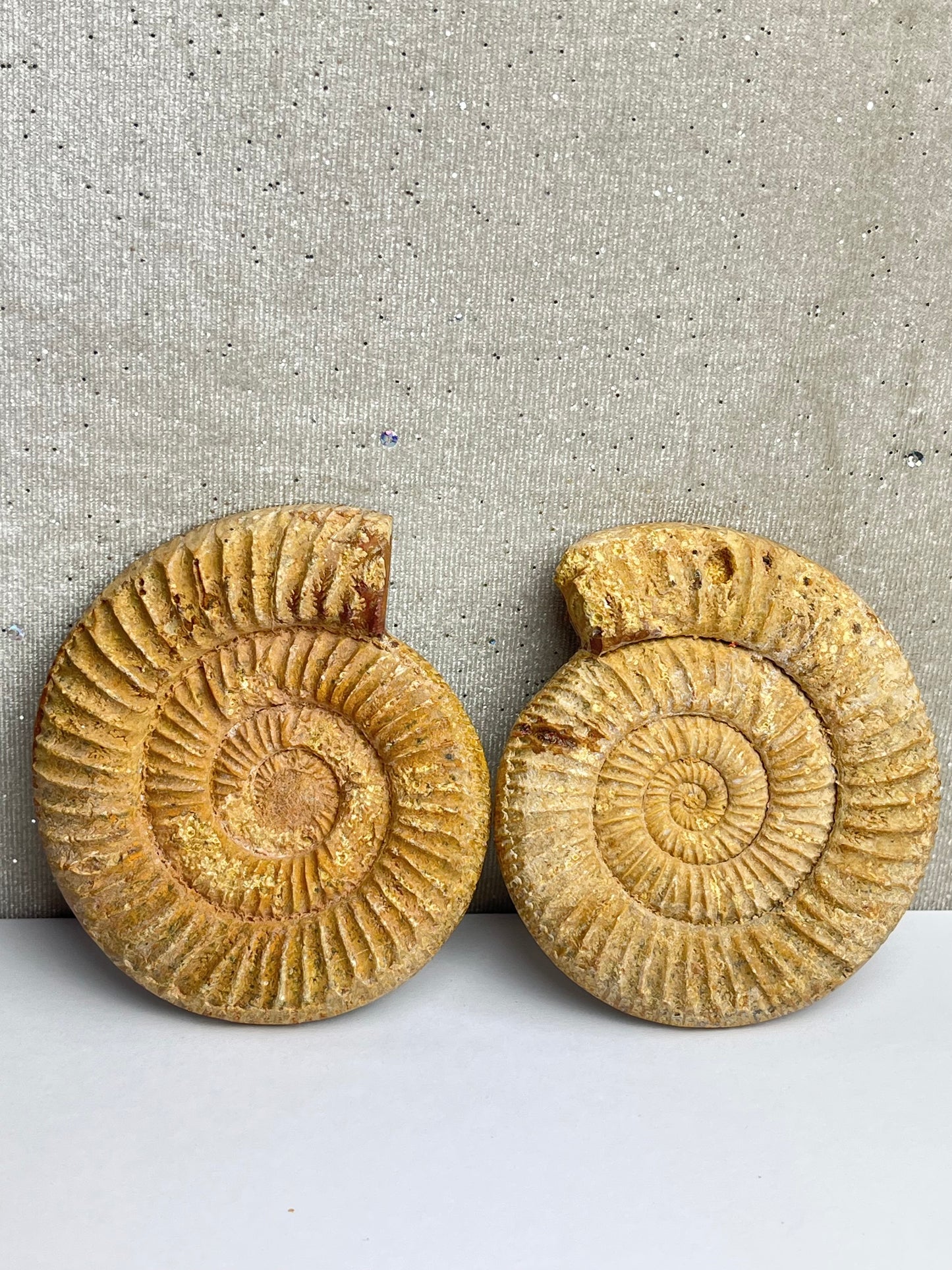 Fossil Ammonitt (1par)