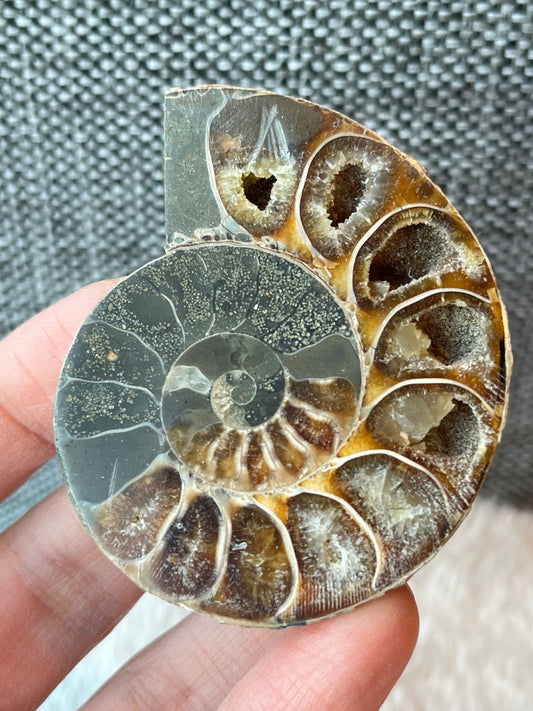 Fossil Ammonitt A, Halv