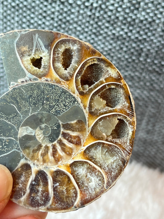 Fossil Ammonitt A, Halv