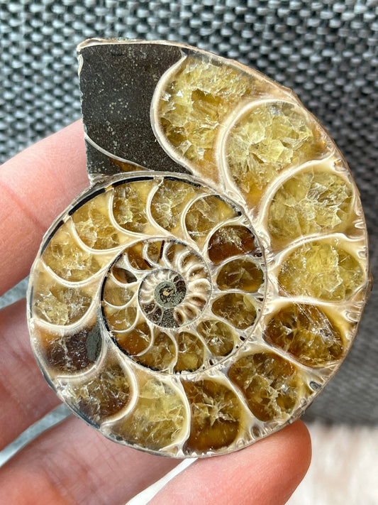 Fossil Ammonitt B, Halv