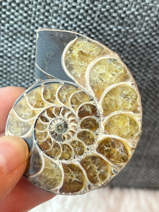 Fossil Ammonitt B, Halv