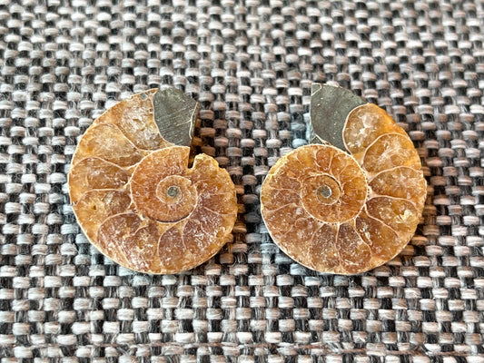Fossil Ammonitt mini(1 par)